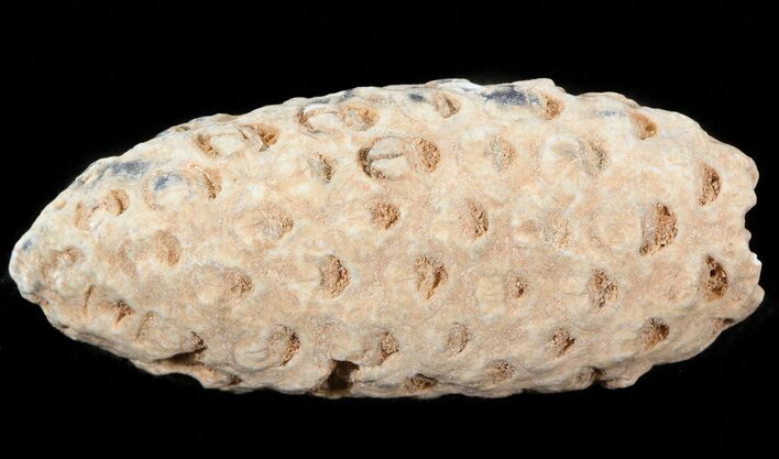 Agatized Seed Cone (Or Aggregate Fruit) - Morocco #43705
